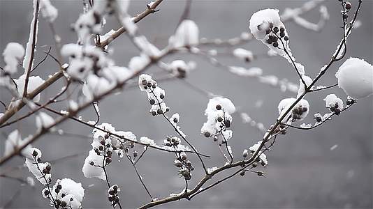 雪中树枝下雪场景飘雪冬季视频视频的预览图