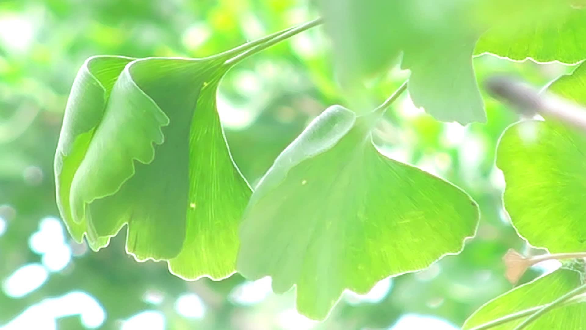 银杏树叶夏天夏季绿树绿叶视频视频的预览图