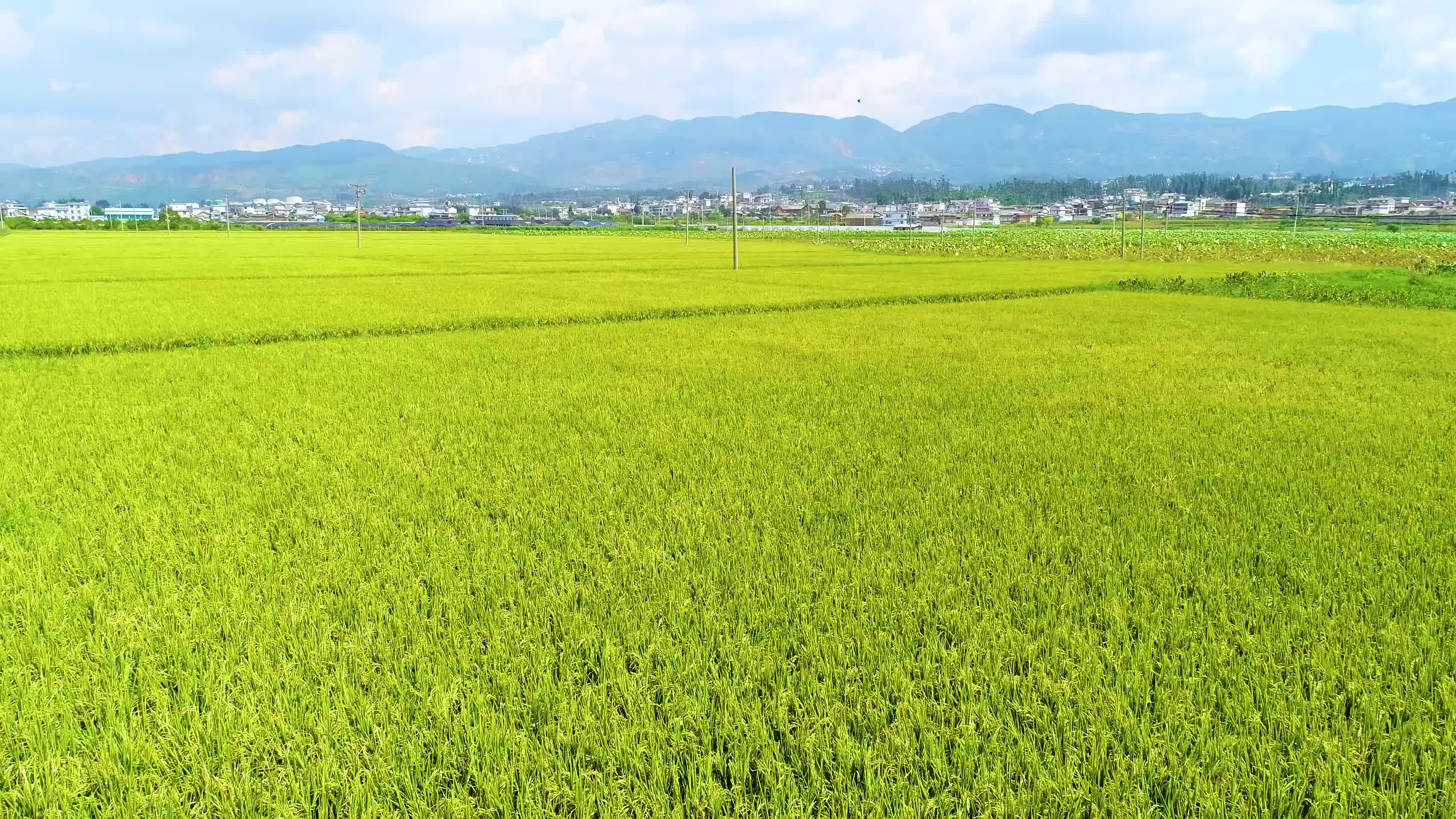 丰收季金色原野金色水稻大米视频视频的预览图