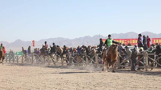 阿拉善那达慕大会骆驼比赛骆驼文化节少数民族文化视频的预览图