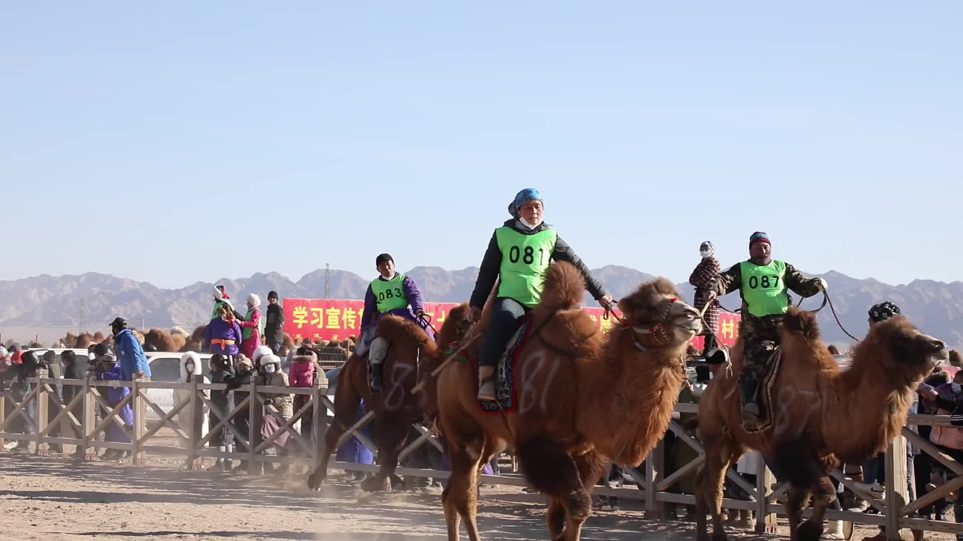 阿拉善牧民那达慕大会骆驼比赛骆驼文化节视频的预览图