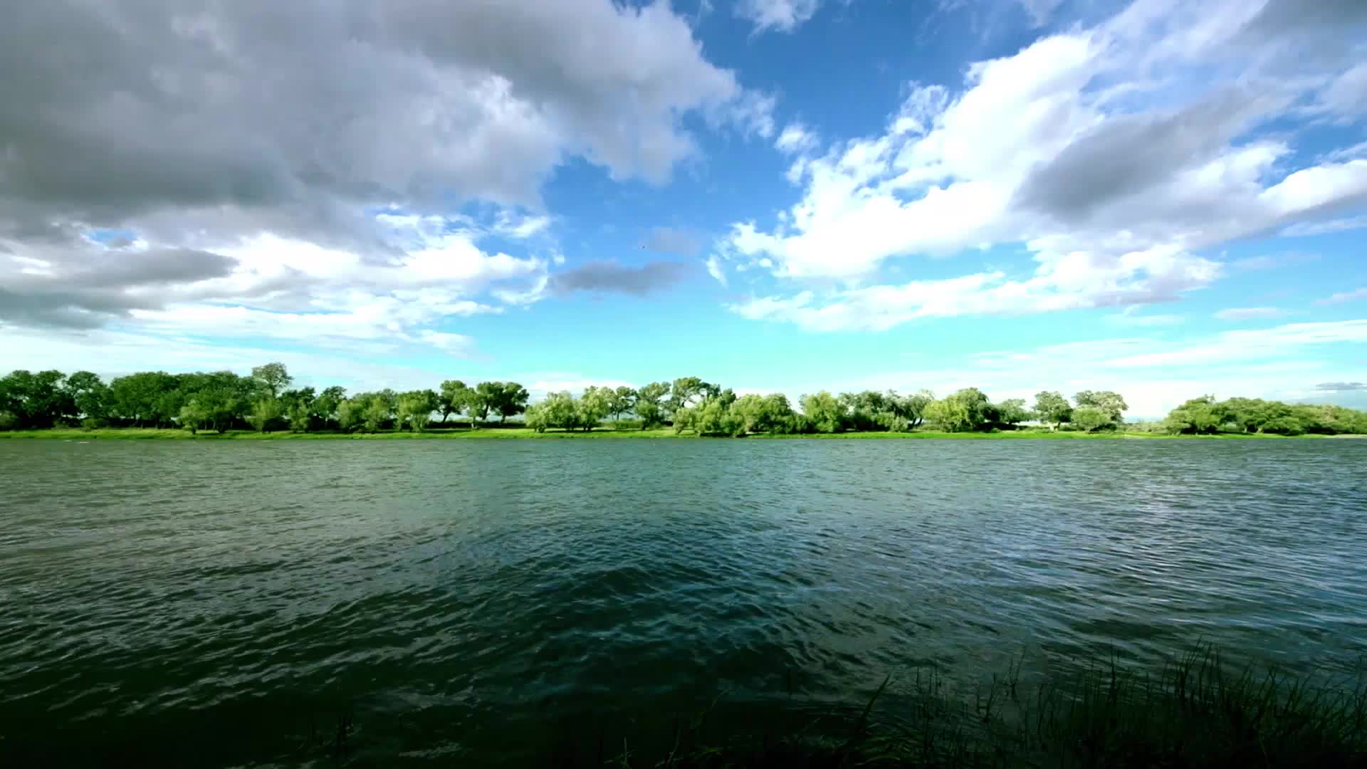 白桦林美丽风景视频的预览图