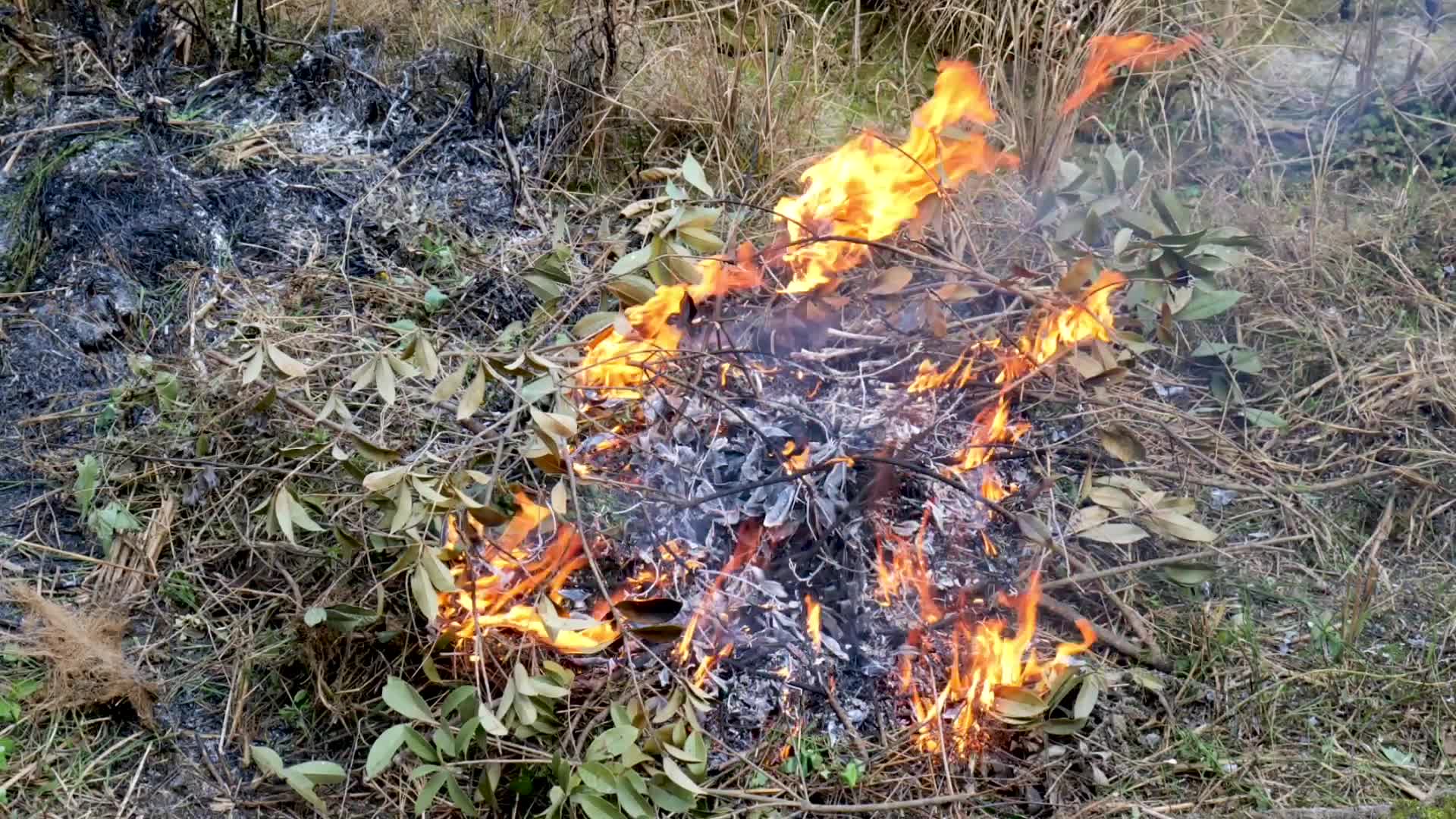 田间焚烧视频的预览图