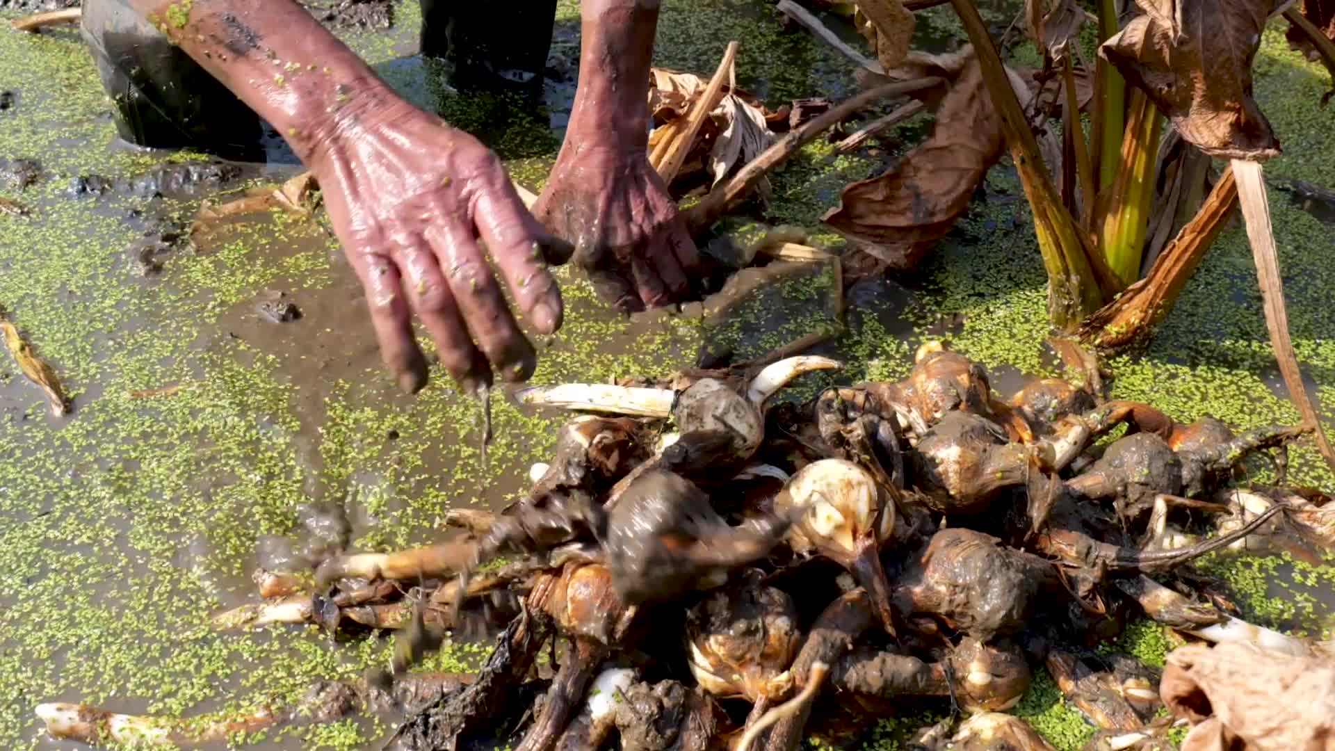 农民在田里挖茨菇视频的预览图
