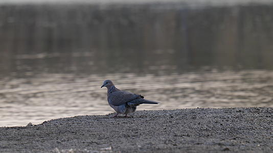 4K斑鸠鸟在泥滩上散步视频的预览图