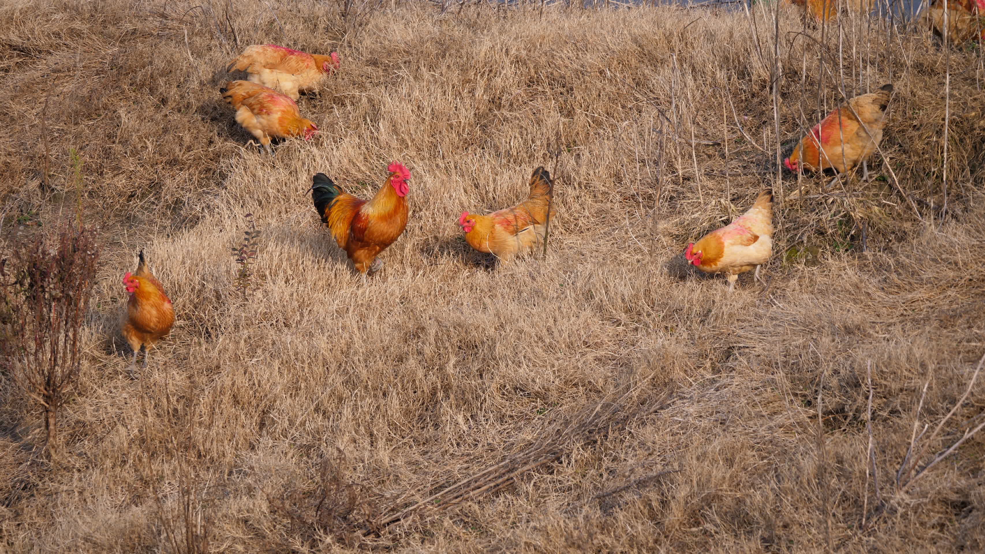 4K几只鸡在草坡上找食吃视频的预览图
