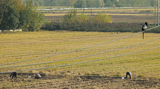 4K农民在地里干活喜鹊在鸣叫视频的预览图
