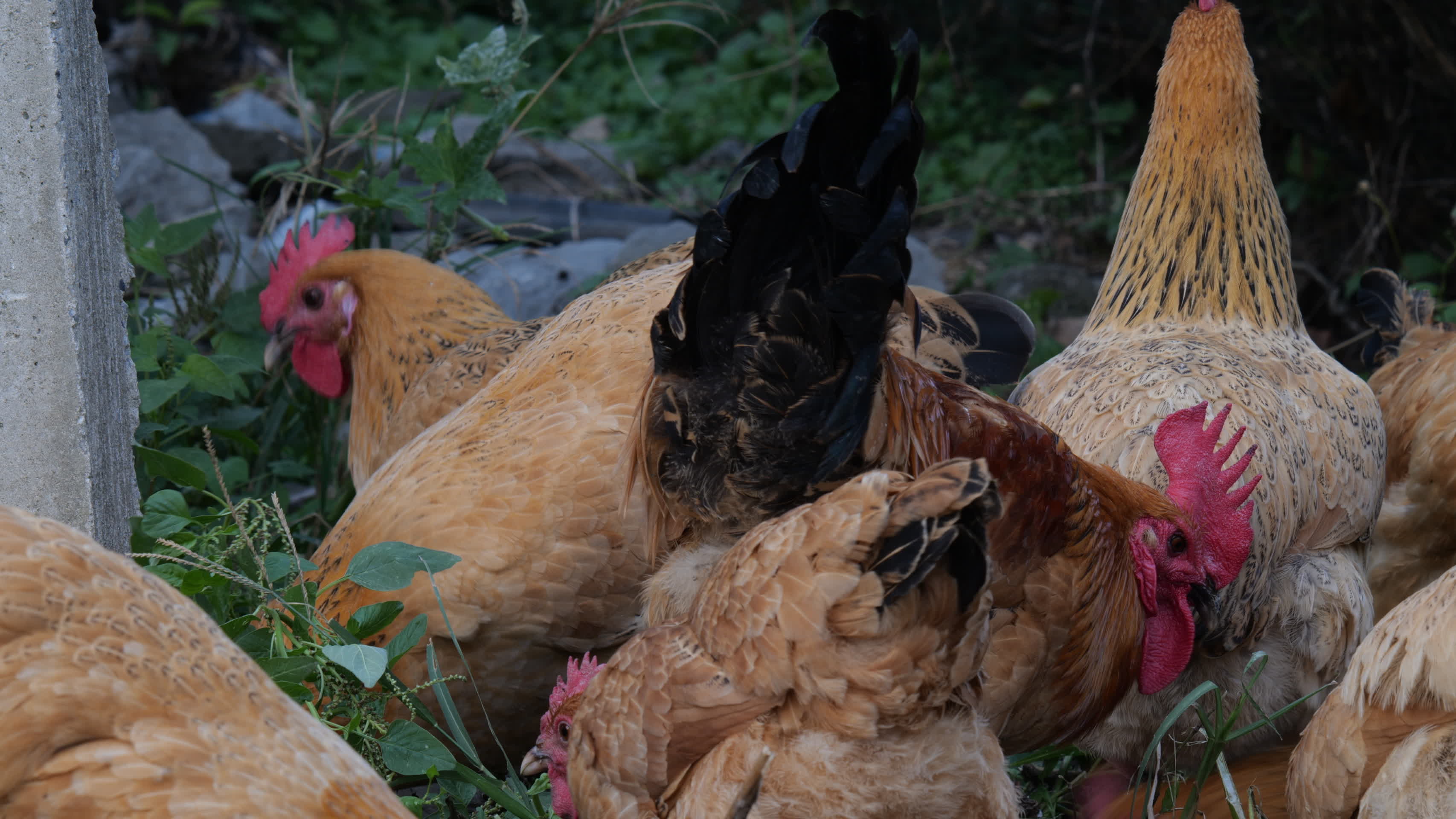 4K农民饲养的鸡视频的预览图
