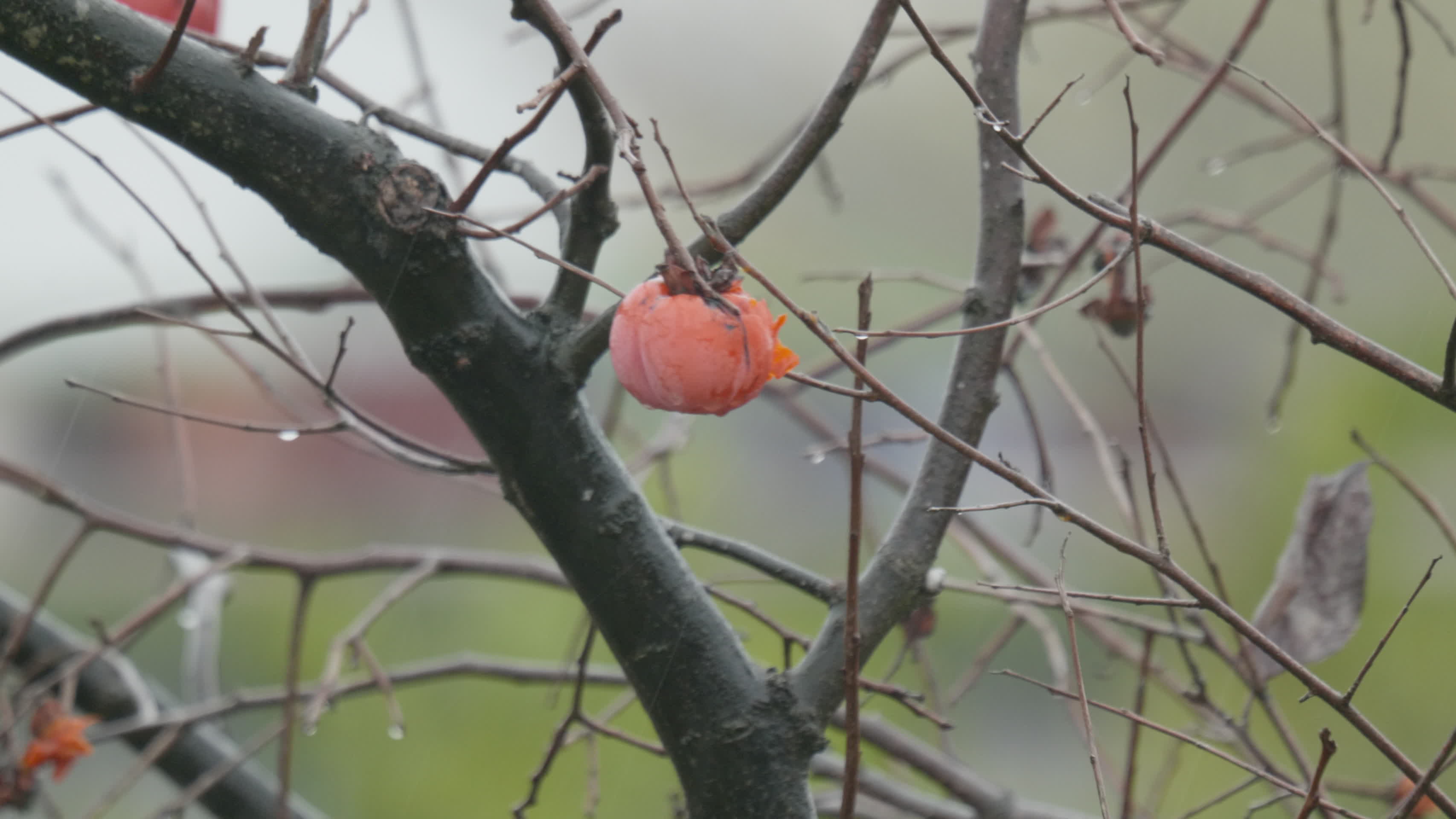 4K柿子在雨中飘摇视频的预览图