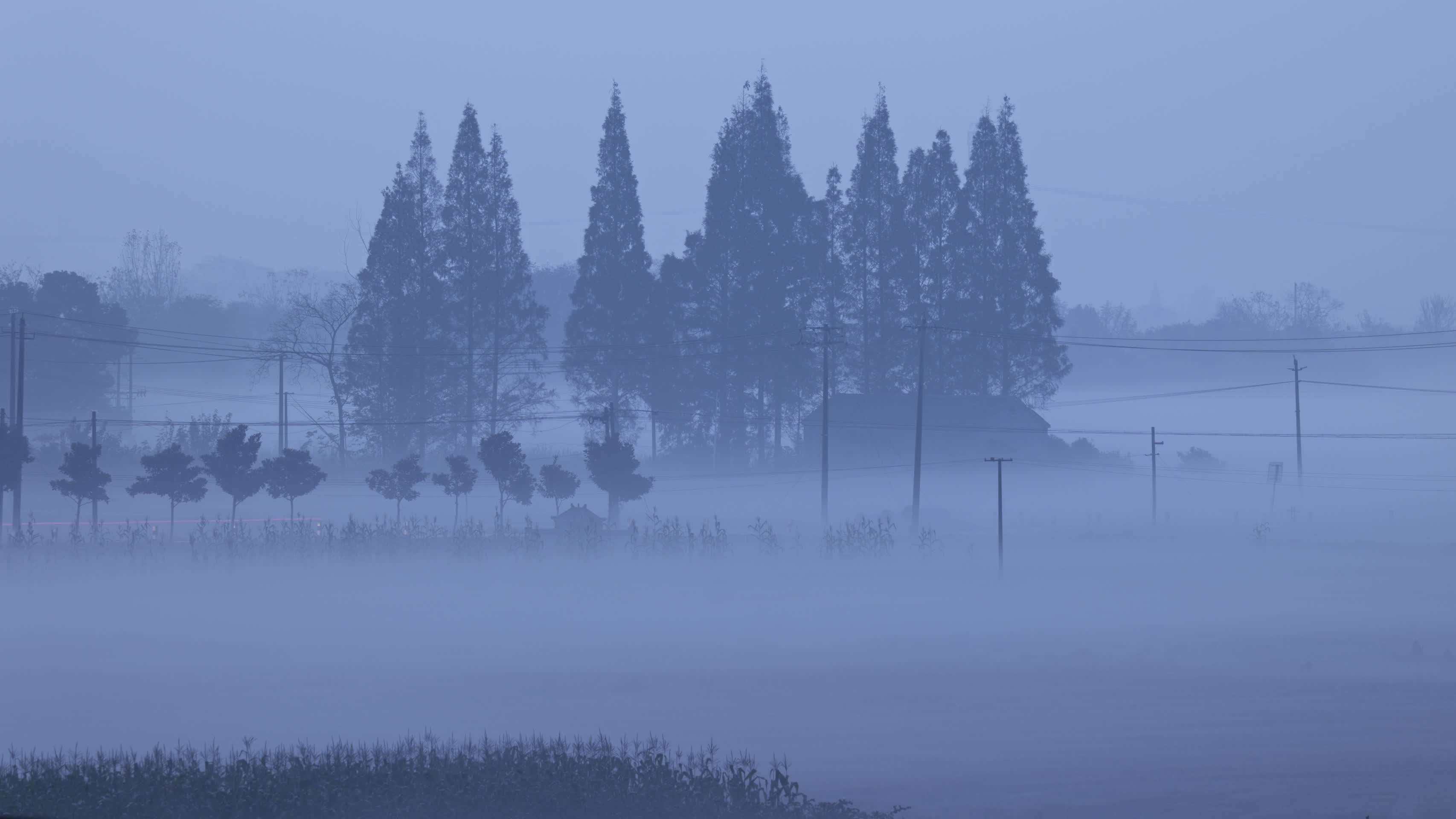 4K清晨浓雾笼罩松树林和稻田视频的预览图