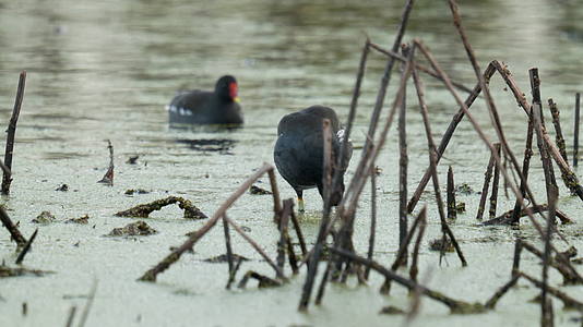 池塘里黑水鸡在打理羽毛视频的预览图