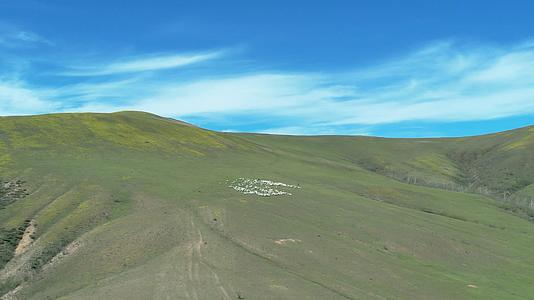 4K航拍阿尔山赶羊群视频的预览图