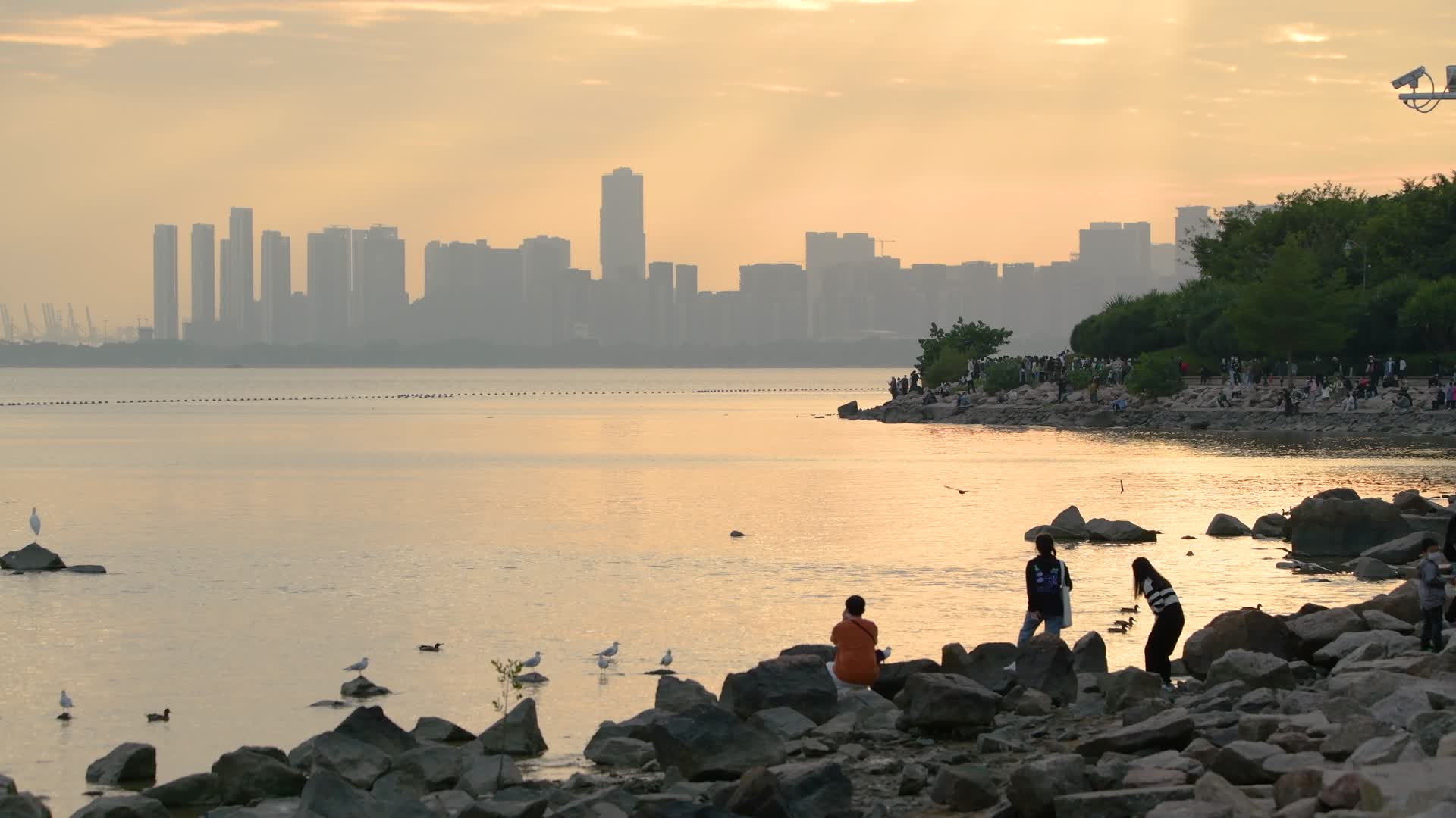 深圳湾猴鸟视频的预览图