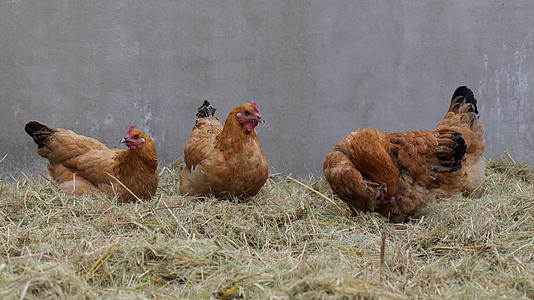 农村母鸡找食吃4K视频的预览图