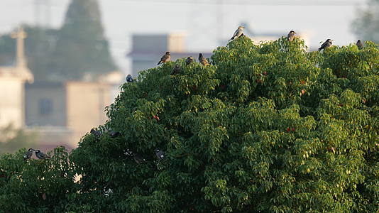 树梢一群小鸟视频的预览图