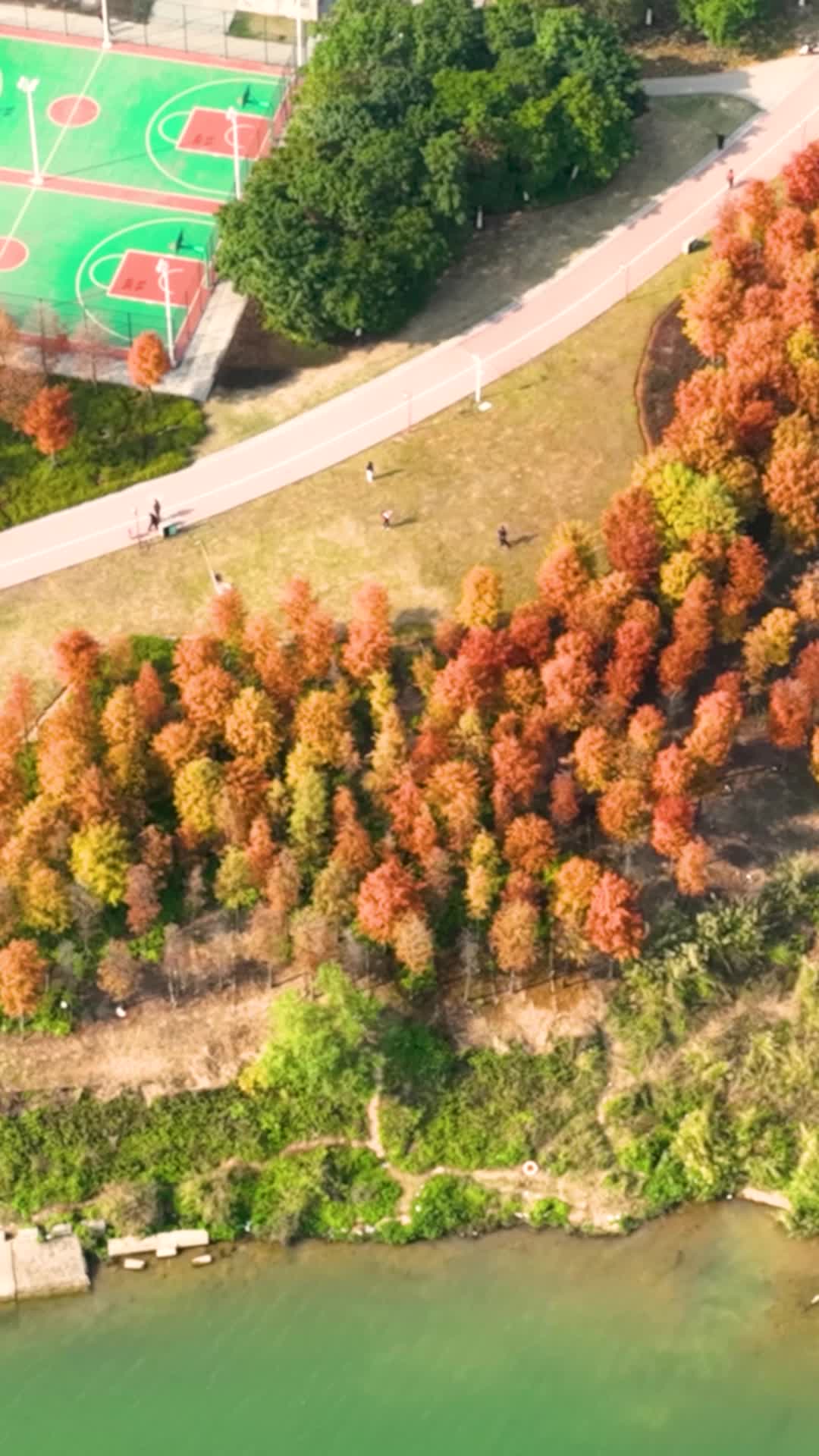 高清竖屏航拍南宁灵龟山公园冬季落羽杉视频的预览图