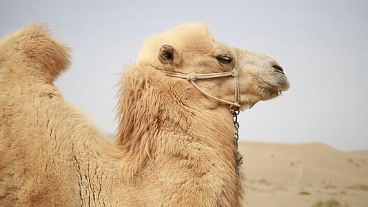 新疆沙漠动物自然风光骆驼特写1080p实景拍摄视频的预览图