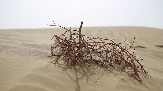 沙漠沙丘戈壁滩枯萎树根树枝在脚印旁1080p实景拍摄视频的预览图