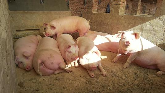4K家畜养殖猪圈养猪农村生活视频的预览图