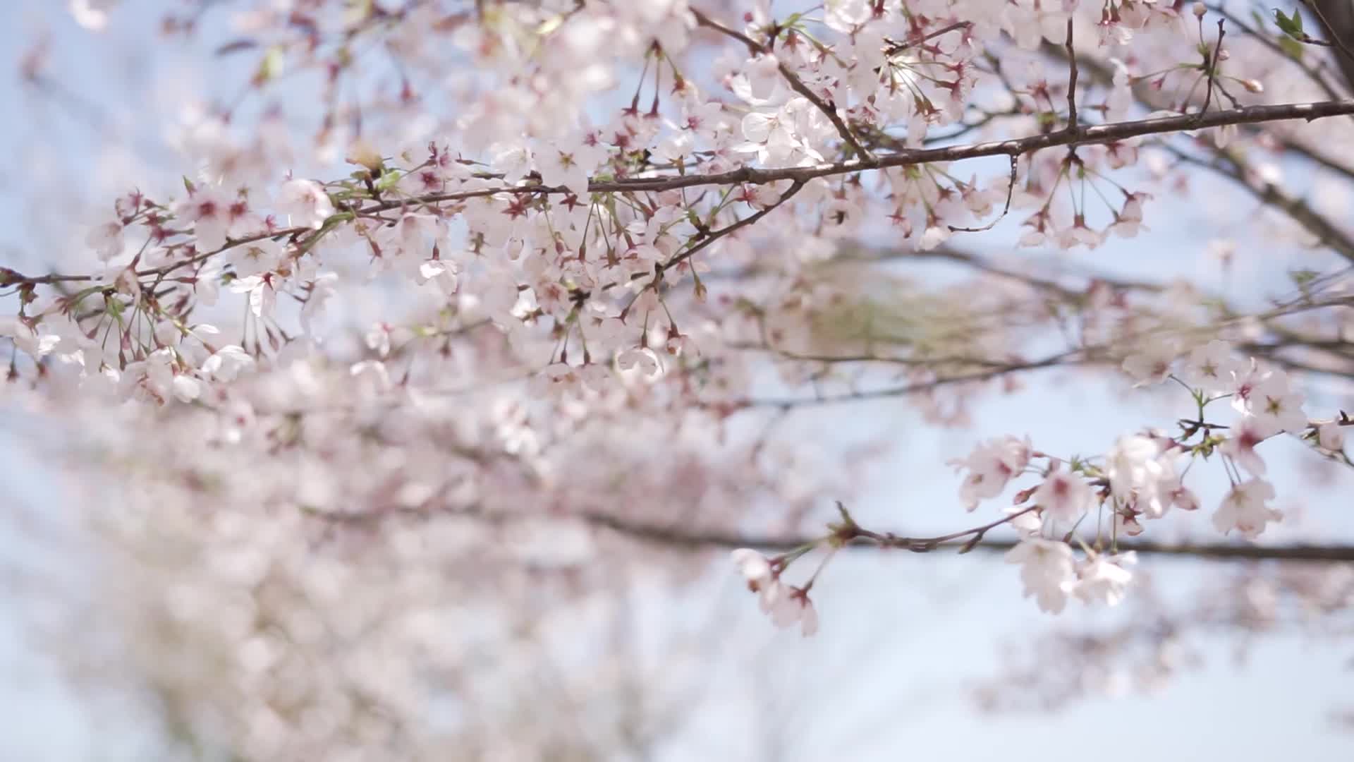 樱花花瓣飘落樱花爱情春天日本樱花视频的预览图