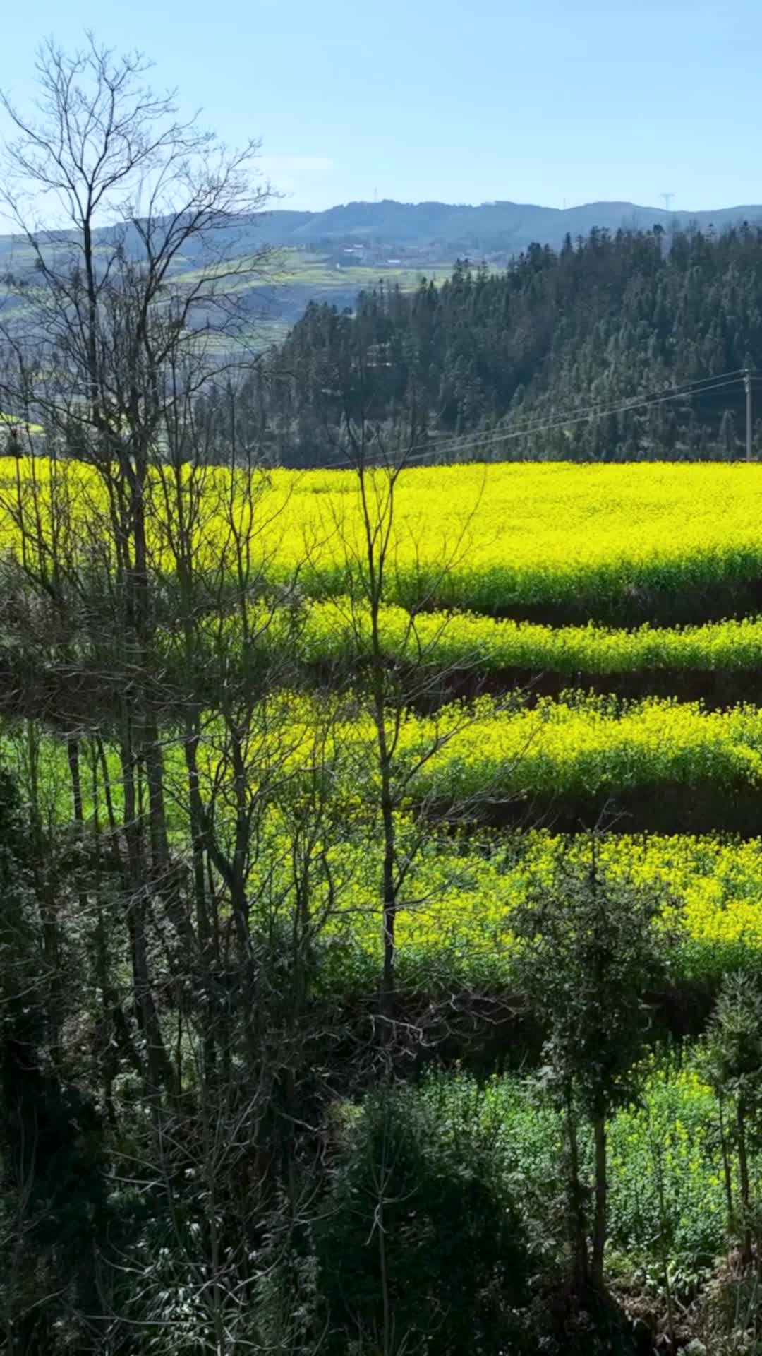 高清竖屏航拍云南罗平油菜田美丽风景视频的预览图