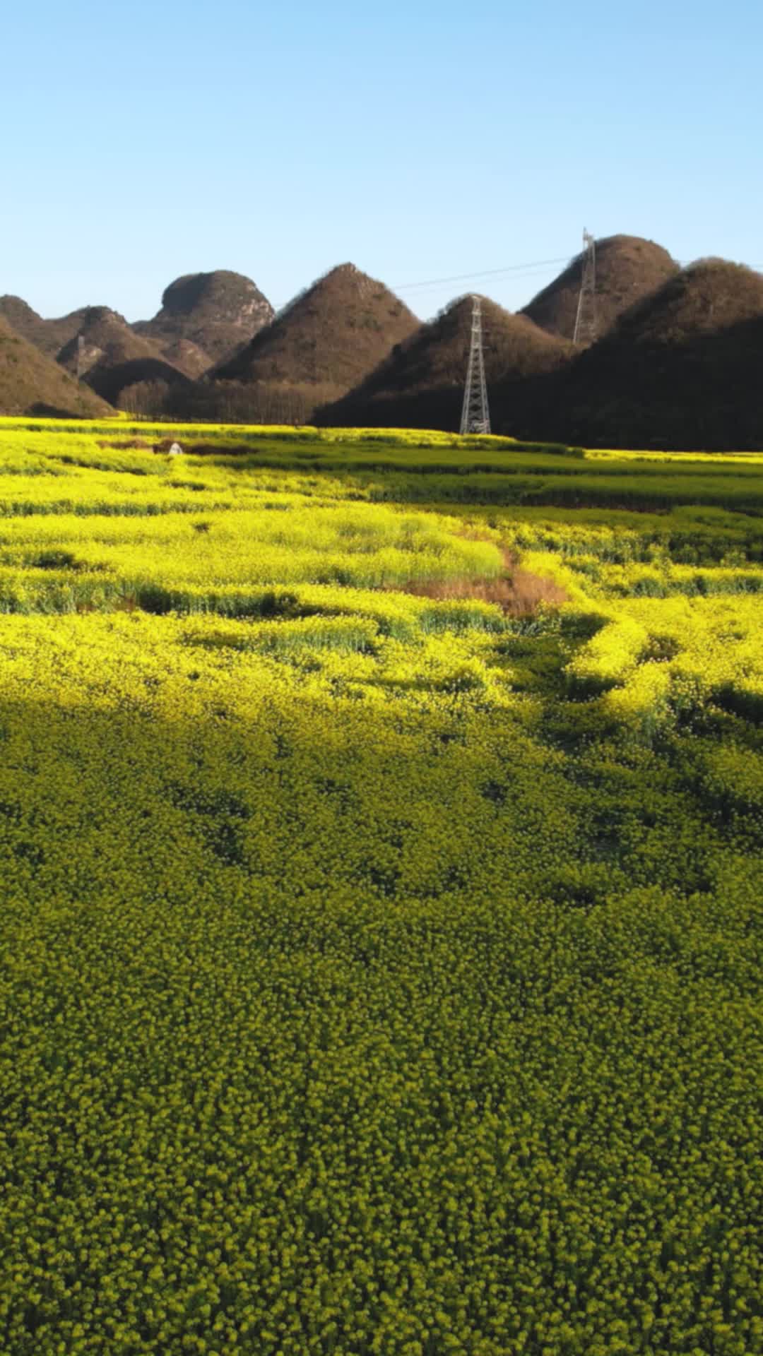 高清竖屏航拍云南罗平美丽油菜田风景视频的预览图