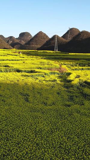 高清竖屏航拍云南罗平美丽油菜田风景视频的预览图
