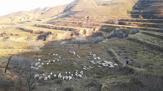 4K北方山区放羊牧羊人山坡上赶羊视频的预览图