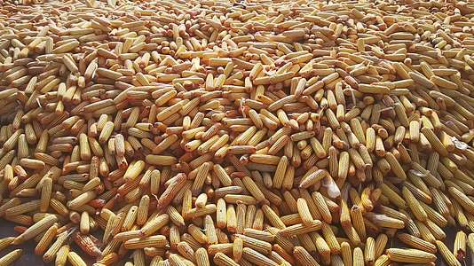 4K北方农村秋天丰收的玉米谷物视频的预览图