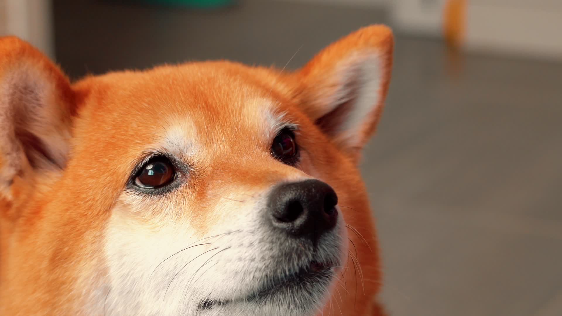 日本宠物狗柴犬特写4K视频的预览图