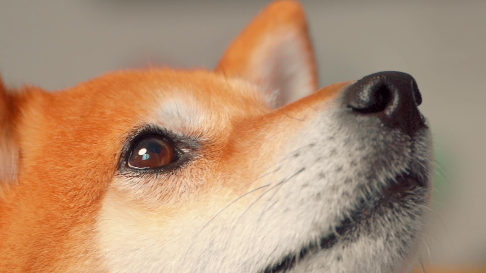 日本宠物狗柴犬特写镜头慢动作视频的预览图