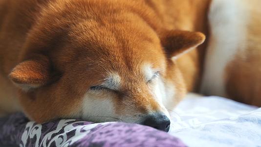 日本柴犬宠物狗趴着睡觉4K视频的预览图