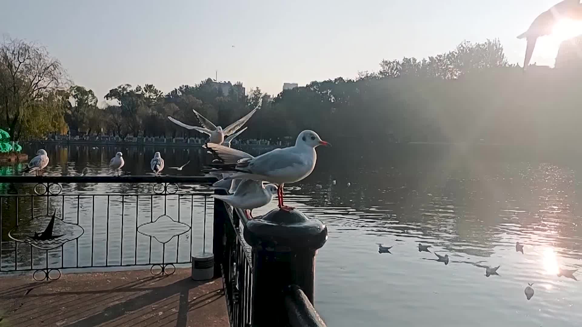 实拍翠湖红嘴鸥升格镜头视频的预览图