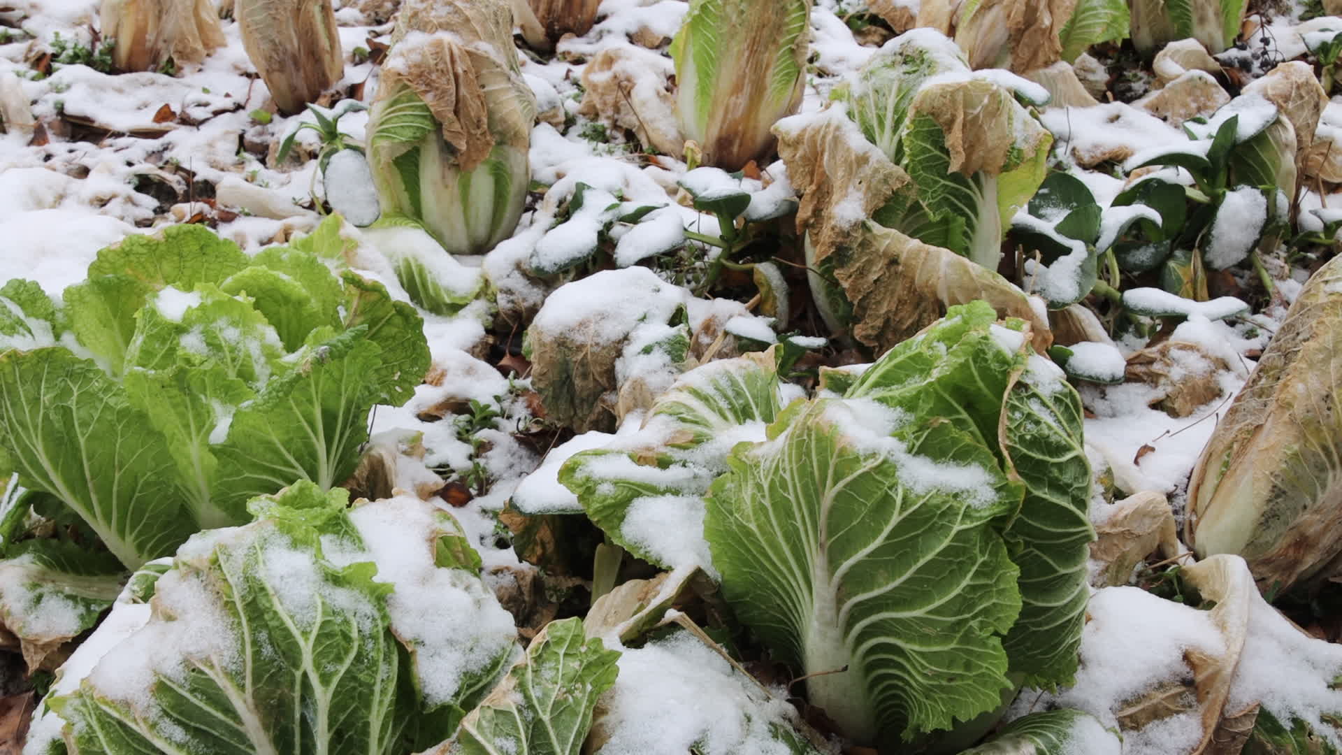冬雪农田绿色生长中的包菜大白菜视频的预览图