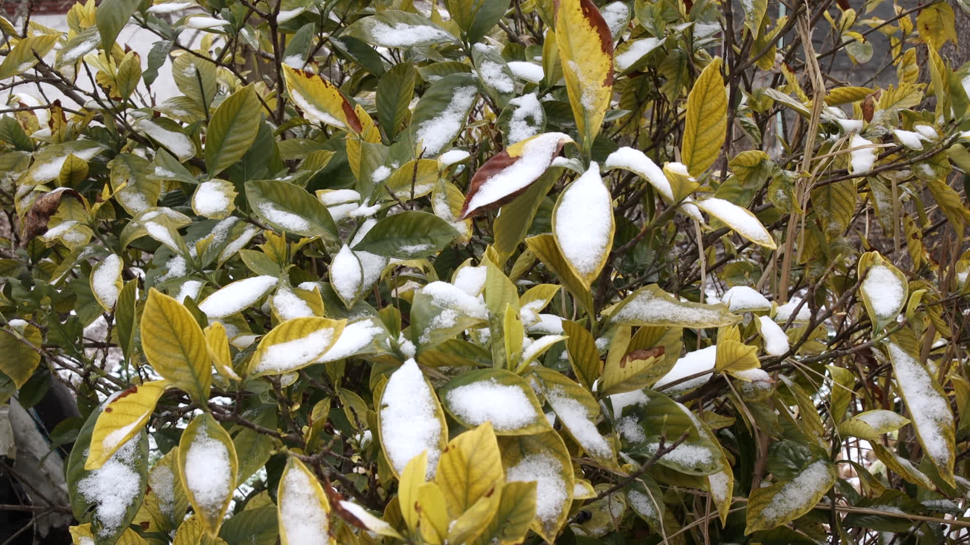 冬雪中绿叶生长的栀子花树视频的预览图