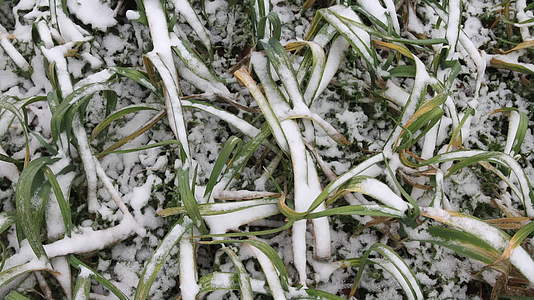 冬雪菜地生长中的大蒜苗视频的预览图