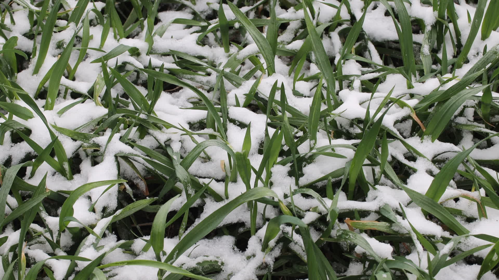 冬雪绿色生长中的麦苗麦地合集视频的预览图
