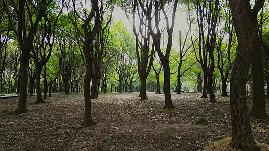 公园里唯美的森林树木4K视频的预览图