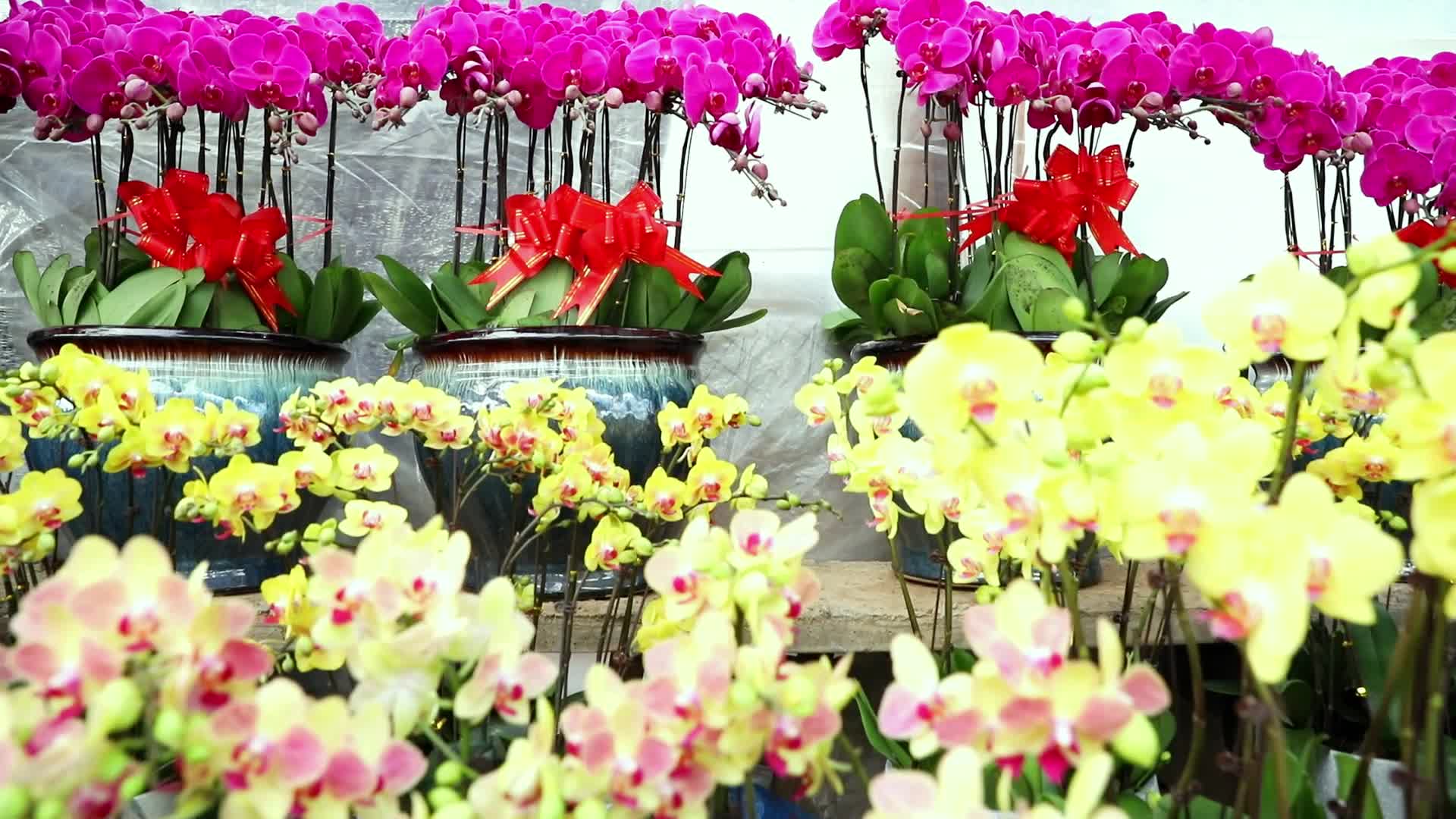 花卉市场鲜花花市花各种鲜花花卉视频的预览图