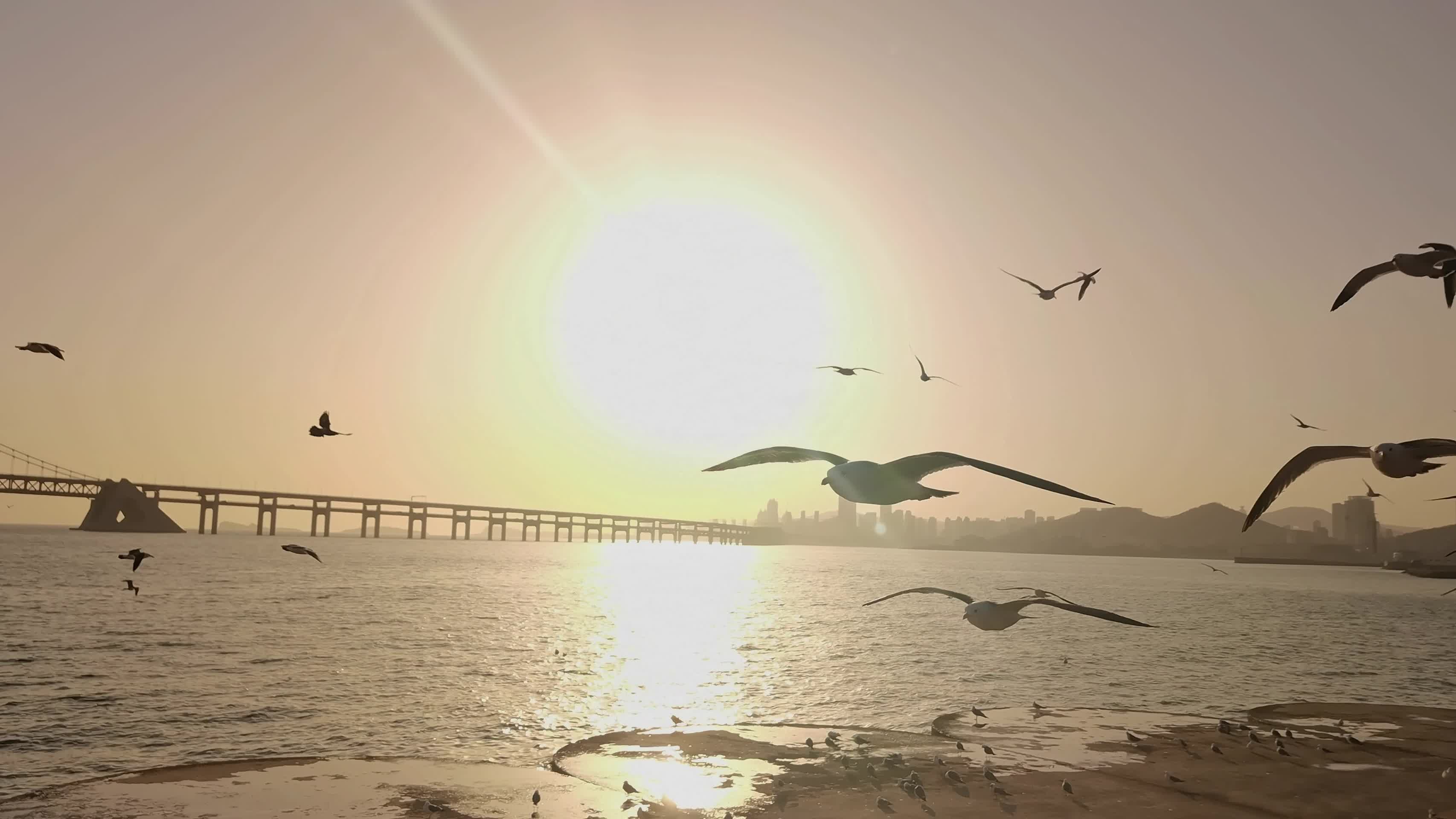 阳光沙滩海鸥视频的预览图