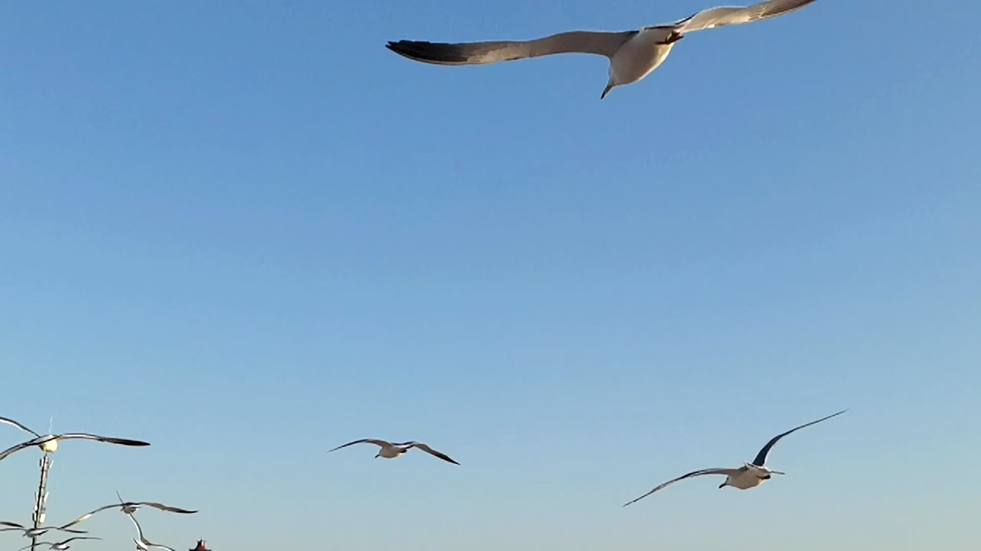 海鸥慢动作摄影视频的预览图