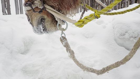 马在雪地奔跑马拉爬犁视频的预览图
