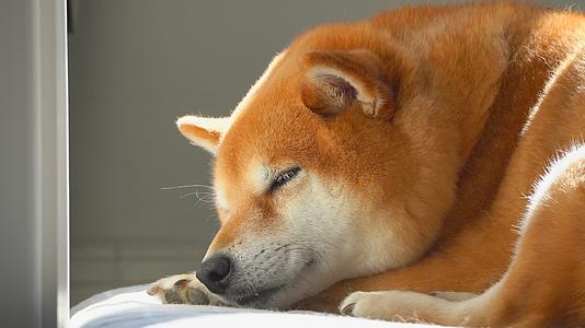 日本柴犬宠物狗搞笑4K视频的预览图