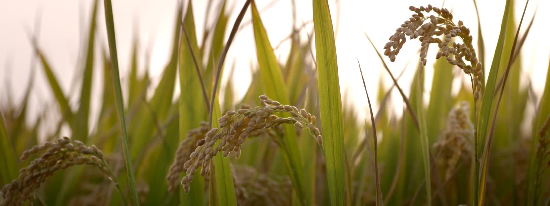 农业水稻玉米种植收割机械化研究调研农耕劳作干农活实验室视频的预览图