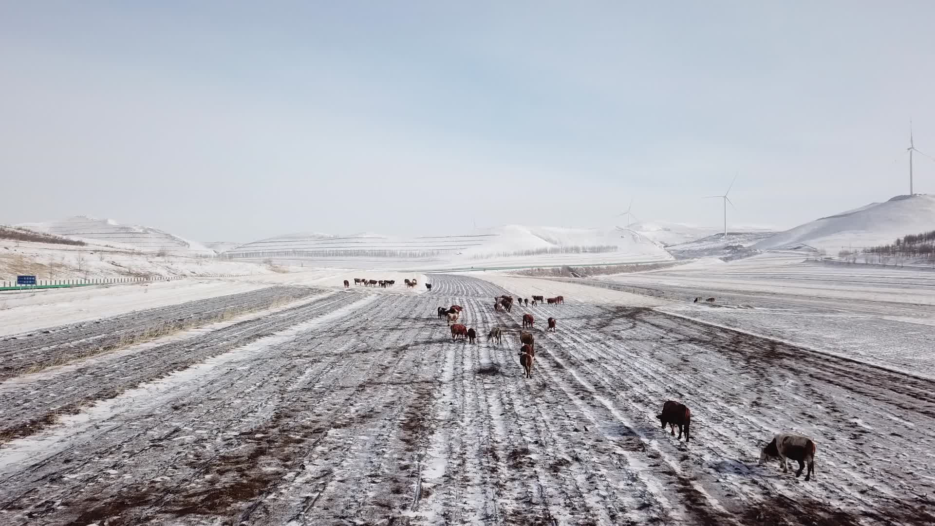雪地里的牛群视频的预览图
