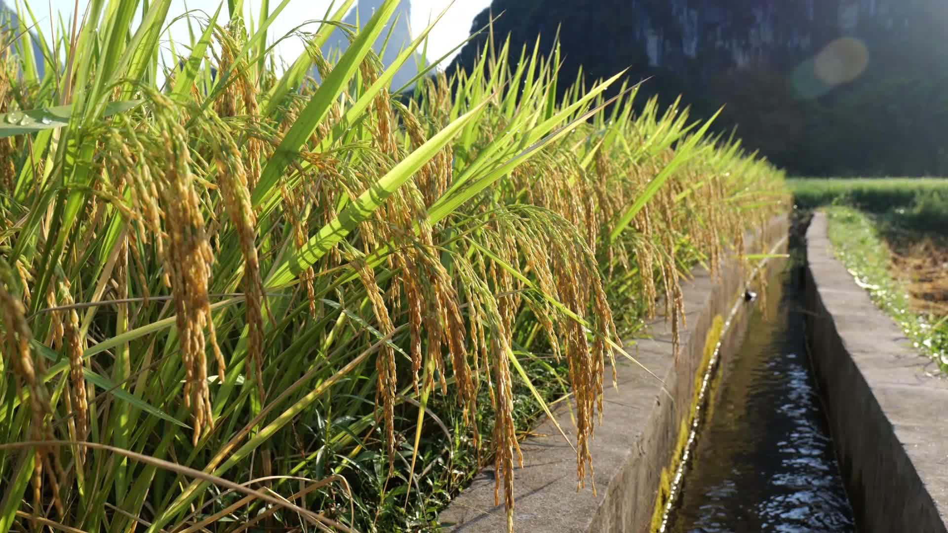 水稻视频的预览图