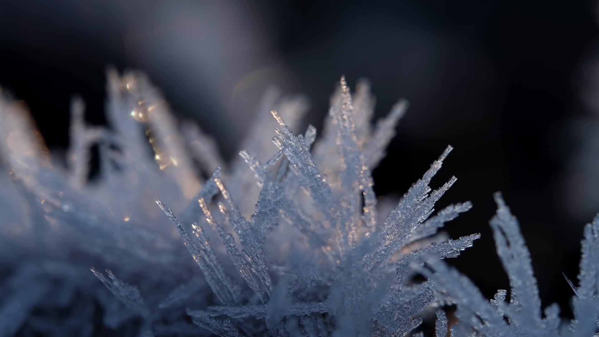 冬季植物唯美冰霜霜冻视频的预览图