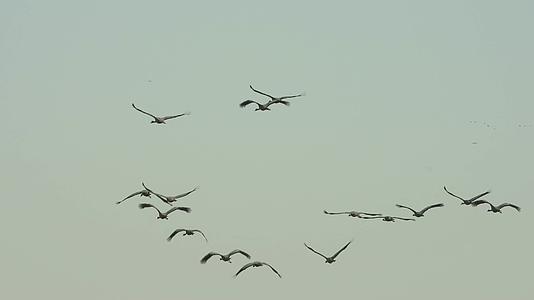 天空鸟群飞翔意象情绪空镜视频的预览图
