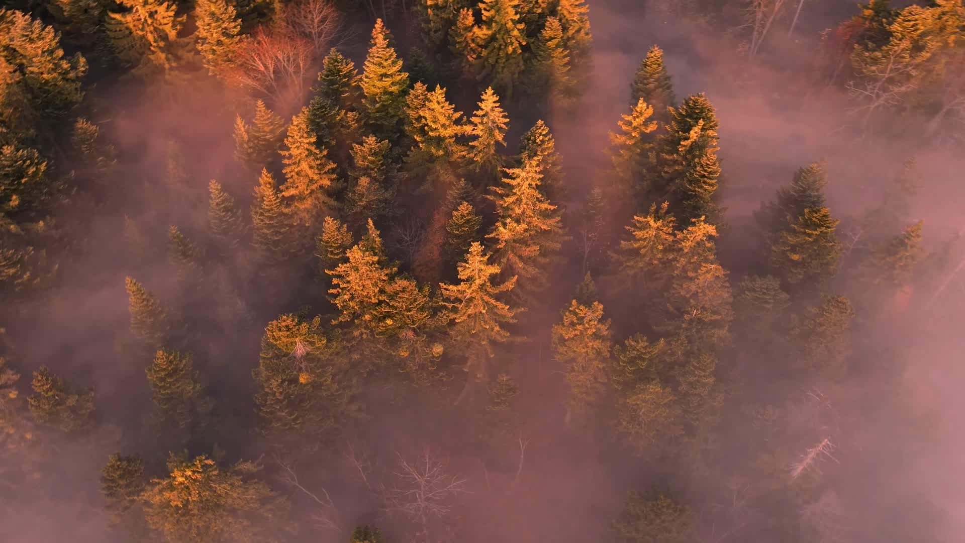 秋季森林清晨日出云雾唯美航拍视频的预览图