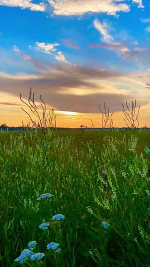 竖屏草原鲜花唯美夕阳落日视频的预览图
